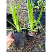 ราคา ต้นจันผา ถุงดำ พร้อมปลูก (26281295258)