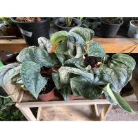 ราคา พลูหัวใจแนบ หรือ Scindapsus pictus exotica (6792282742)