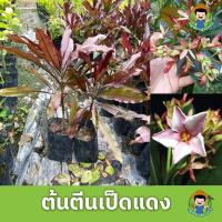 ราคา ต้นตีนเป็ดแดง ไม้มงคล ไม้สวยงาม ออกดอกสวย (14491546049)
