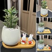 ราคา ต้นบันไดเศรษฐี ด่าง กระถาง3.5นิ้วทรงสูง +ถาดรองไม้ + เม็ดดินเผา + ตุ๊กตาตกเเต่ง ไม้มงคล เสริมการเงิน Minitree89 (21966340565)