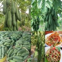 ราคา 30 เมล็ด เมล็ดมะละกอแขกนวลดำเนิน ของแท้100% (นิยมทานดิบ ตำส้มตำ เนื้อกรอบมาก) (23953703192)