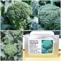 ราคา บล็อคโคลี่ พันธุ์ วอทัม29 - Waltham29 Broccoli บรรจุชุดละ 400 เมล็ด (4634880984)