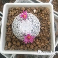 ราคา Mammillaria Humboldtii Clone Japan (5443742539)