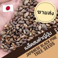 ราคา (1,000 เมล็ด+) เมล็ดสนดำญี่ปุ่น (Blackpine Seed) สนดำ เมล็ดสนดำ เพรมน่า หมากเมเปิ้ล เมเปิ้ล ม่วงเจริญ เมล็ดบอนไซ (9668114699)