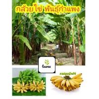 ราคา กล้วยไข่​หน่อ​กล้วยไข่​ (4165780332)