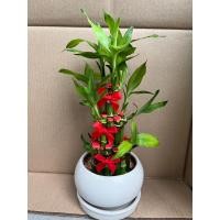 ราคา ไผ่กวนอิม 3 ชั้น ไม้มงคลเสริมดวง ไผ่มงคล (4718770230)