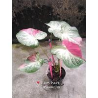 ราคา บอนสี​ ชายชล​ ชายชลสวยๆ (16622593287)