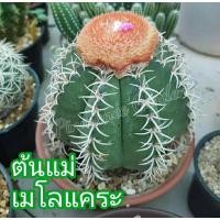 ราคา เมโลแคระ ภิญมณีการ์เด้น (6488957331)