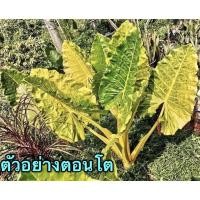 ราคา บอนกระดาษทองขนาดกลาง (6896684499)