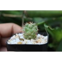 ราคา แมมชูแมน แมมมิลาเรียชูแมนนิไอ mammillaria chumanii (8479000348)