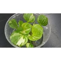 ราคา ผักตบชวาด่าง ผักตบชวาญี่ปุ่นด่าง (54102046118)