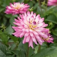 ราคา 20 เมล็ด ดอกรักเร่ ดาห์เลีย ความสง่างาม ความเข้มแข็ง Dahlia Seeds สายพันธุ์ XXL Aztec Veracruz (43173654296)