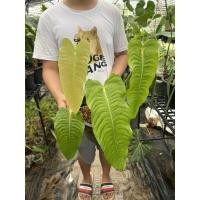 ราคา Anthurium veitchii (king) (20965972915)