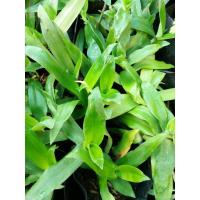 ราคา หญ้าปักกิ่ง สมุนไพรหญ้าปักกิ่ง (8512361960)