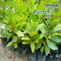 ราคา ต้นกระทิง Size 50-60 ซม. (9244179094)