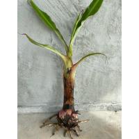 ราคา หน่อกล้วยหอมเตี้ย จำนวน 1 หน่อ (29105249989)