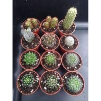 ราคา กระบองเพชรหลากหลายสายพันธุ์ สวยๆ ราคาน่ารัก (3167234306)