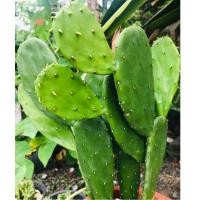 ราคา #ต้นกระบองเพชร สายพันธุ์โอพันเทีย Opuntia cactus #ใบเสมา #แคคตัส #พันธุ์ไม้หนาม #ต้นไม้วินเทจ #ตกแต่งห้อง (5335056180)