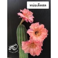 ราคา โลบิเวีย Lobivia e5ชมพูส้ม โอรส โลบีเวีย หน่อเด็ดสด หน่อ อิชินอป Echinopsis อิชินอปซิส กระบองเพชร แคคตัส เมล็ดกระบองเพชร (4596804217)