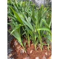 ราคา ต้นมะพร้าวน้ำหอม ต้นเตี้ย (23845154471)