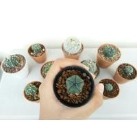 ราคา Astrophytum ไม้เมล็ด 5 พู (1280408142)