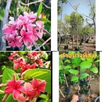 ราคา (1ต้น) ดอก ต้น โมกหลวงชมพู โมกหลวงชมพู โมกหลวง ชมพู โมก หลวง ชมพู / ไม้ไทยดอกหอม (8464542290)
