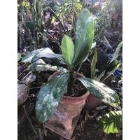 ราคา เศรษฐีวิลสันด่าง ต้นไม้มงคล (9838905485)