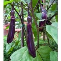 ราคา มะเขือยาวม่วง เมล็ดพันธุ์ มะเขือม่วง 90-200 เมล็ด ปลูกง่าย โตเร็ว [10 แถม 1 คละได้] (22862407657)