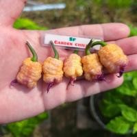 ราคา พริกแคโรไลน่า รีพเปอร์ สีชมพู (Carolina Reaper Pink)สายพันธุ์นำเข้า (29403804965)