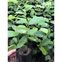 ราคา พยอม ต้นพะยอม กะยอม (ชุดละ5ต้น) ไม้ป่าหายาก (5252963189)