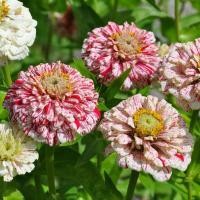 ราคา 100 เมล็ด ดอกบานชื่น บานชื่นหนู บานชื่นฝรั่ง กระดุม ดอกซ้อน Zinnia Seeds ดอกสีแคนดี้ (26542497921)