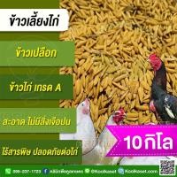 ราคา ​ข้าว​เปลือก เลี้ยงไก่ ข้าวไก่ สด สะอาด ไม่คลุกยา ปลอดภัยต่อไก่ คุณค่าทางอาหารสูง บรรจุ 10 กก. คูลเกษตร KR67 (24022621482)