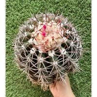 ราคา พร้อมส่งแคคตัสเมโลหมวกขาว ไม้เมล็ดขนาดใหญ่ ออกดอก ออกฝักเยอะ หนามสวย Melocactus curvispinus (25676110514)