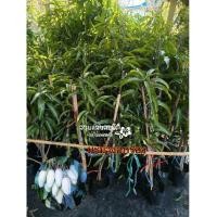 ราคา ต้นมะม่วงอกร่องพิกุลทอง อกร่องโบราณ กิ่งทาบ ขนาดต้นสูง 1 เมตร (6228686340)