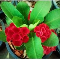 ราคา ต้นโป๊ยเซียนดอกใหญ่เป็นช่อๆ สีแดงกำมะหยี่ ชื่อ "กุหลาบเซียน" ส่งเป็นต้นพร้อมกระถาง 5-6 นิ้ว (51706808950)