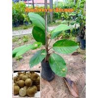 ราคา ต้นละไมหวาน เสียบยอด ขนาดต้น 50-60 ซม. พร้อมปลูก (25966530510)