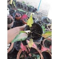 ราคา บอนสีดาบฟ้าฟื้นส่งต้นจริงในภาพส่งทั้งกระถางนะคะ (7579244669)