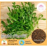 ราคา เมล็ดพันธุ์ผักสลัดไวท์ร็อคเก็ต 100 เมล็ด (40277581924)