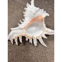 ราคา เปลือกหอย เปลือกหอยน่ายักษ์ (1539499756)