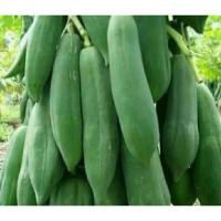 ราคา เมล็ดมะละกอแขกนวล มะละกอแขกนวลเตี้ยลูกดก (3687648704)