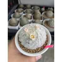 ราคา กระบองเพชร แมมขนนกขาว (51755664686)