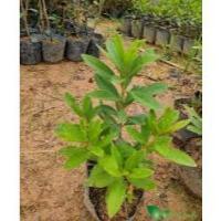 ราคา คอมโบ 5 ต้น ชวนชม*** (47706520078)