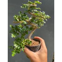 ราคา ต้นมะสังดัด-บอนไซมะสัง#กระถาง 3-6 นิ้ว (19458658205)