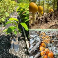 ราคา ต้นยางนาเชื้อเห็ดระโงก(5ต้น150บ.) (44062171292)