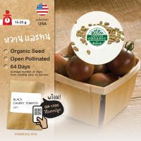 ราคา เมล็ดนำเข้า มะเขือเทศเชอรี่ สีดำ Black Cherry Tomato (Organic Seed) ลูกกลม รสชาติดีประทับใจ (7614960964)