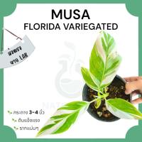 ราคา กระถาง มูซากล้วยฟลอริด้าด่าง : Musa Florida Strain Variegated (26679415580)