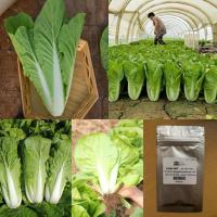 ราคา เมล็ด : เมล็ดผักกาดขาว Chinese Cabbage Seed เมล็ดผัก ผักกาดขาว ใบใหญ่ เมล็ดผักสลัด เมล็ดพันธุ์ 300+ เมล็ด (9220120909)