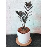 ราคา กวักมรกตดำ ส่งพร้อมกระถางตามรูป (6061365691)