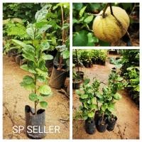 ราคา ต้นมะนาวฟักทอง ​(เสียบ​ยอด)​ (8991195105)