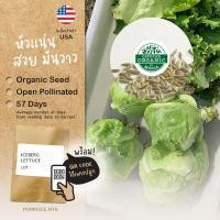 ราคา เมล็ดผักนำเข้า ผักกาดแก้ว Iceberg Lettuce (Organic Seed) Crisphead ไอซ์เบิร์ก Salad สลัดแก้ว (6614857489)